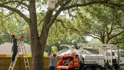 Tree removal crew clearing a risky tree in West Palm Beach, FL after storm damage