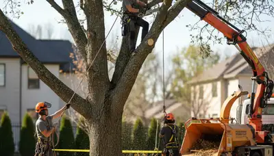 Tree removal crew in West Palm Beach, FL clearing a risky tree for a local property