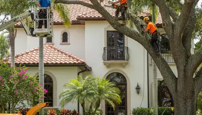 West Palm Beach, FL tree service crew removing a tree for a residential property