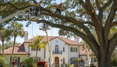 West Palm Beach, FL tree service team removing a tree for safe, professional property care