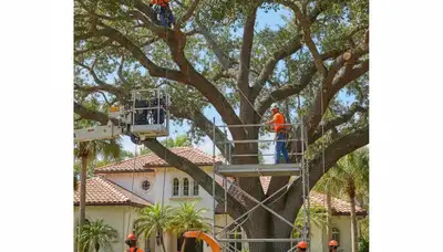 Tree service crew in West Palm Beach, FL removing a tree for a residential property