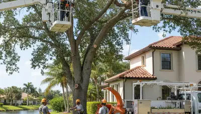 Tree service crew removing a tree in West Palm Beach, FL for safe property cleanup
