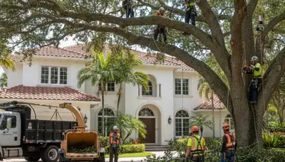 West Palm Beach, FL tree removal crew providing professional tree service for homeowners