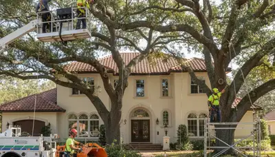 West Palm Beach, FL tree removal crew providing professional tree service for homeowners and businesses
