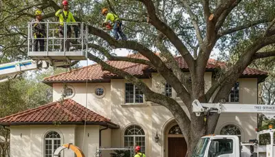 Tree service crew in West Palm Beach, FL removing a tree for safe property cleanup