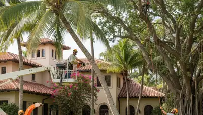 Tree service crew in West Palm Beach, FL removing a tree for a residential property