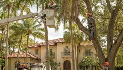 West Palm Beach, FL tree service crew removing a tree with professional equipment