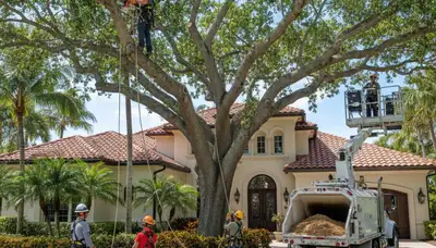 Tree service crew removing a tree in West Palm Beach, FL for safe residential property cleanup