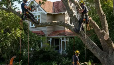 Tree service crew in West Palm Beach, FL providing professional tree removal and trimming services