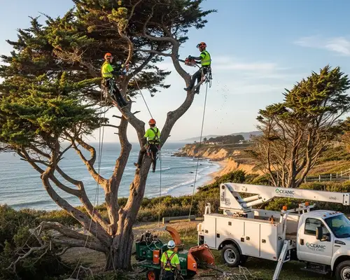 Tree trimming for coastal growth control in West Palm Beach, FL by a professional tree service team